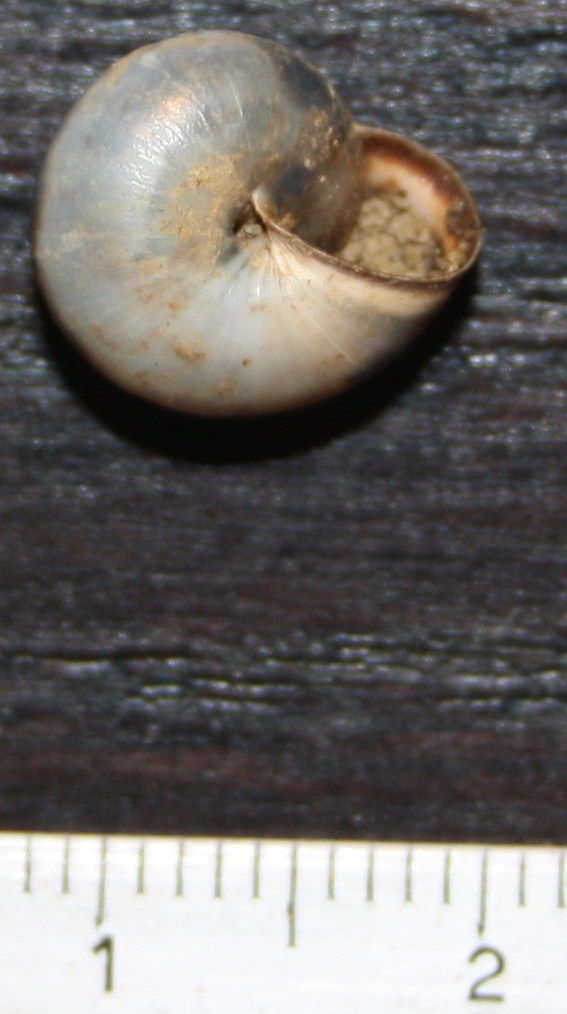 Monacha cartusiana e Cernuella cf. neglecta